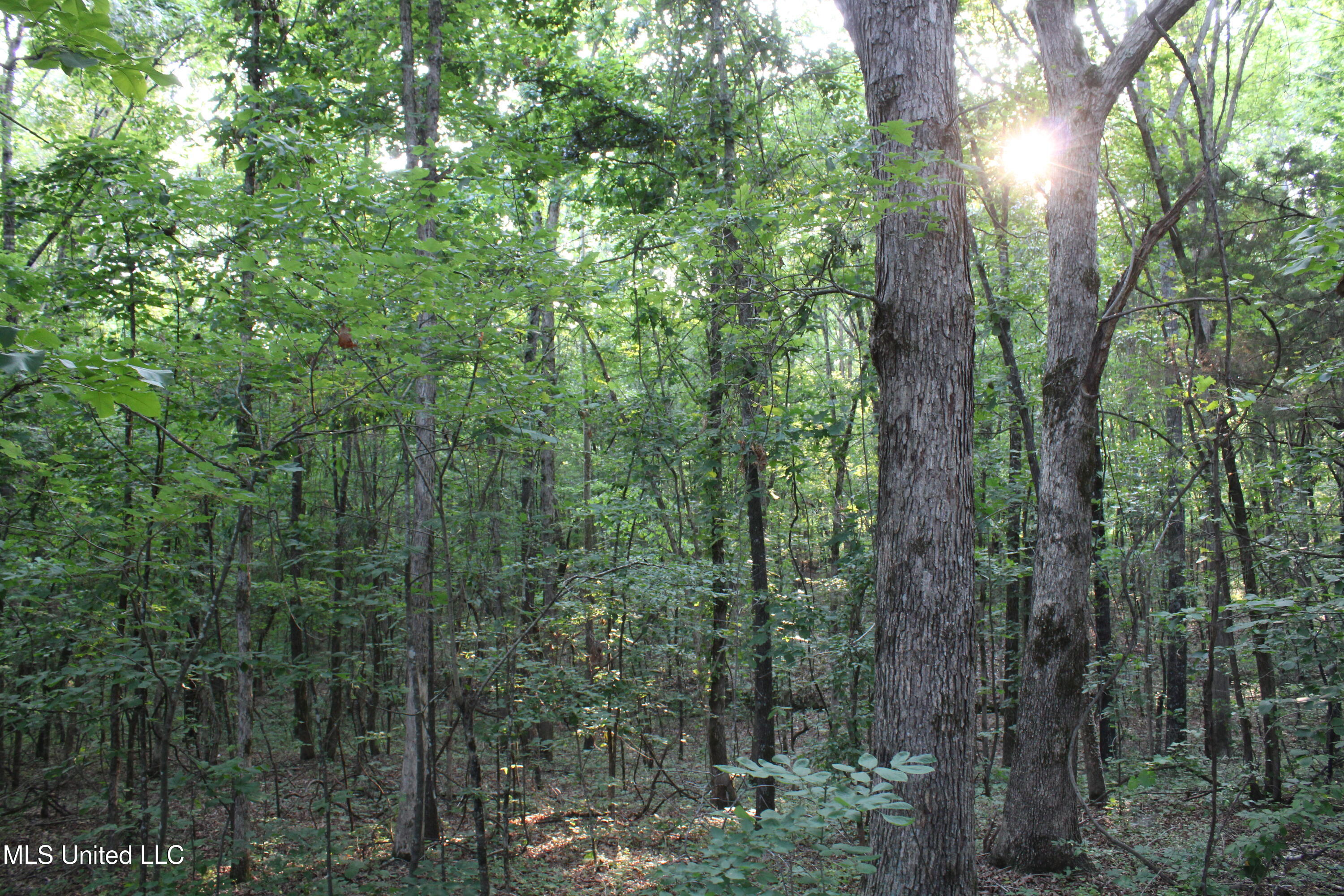 999 White's Crossing Road Holly Springs, MS 38635 - Photo 6 of 18 IMG_6190