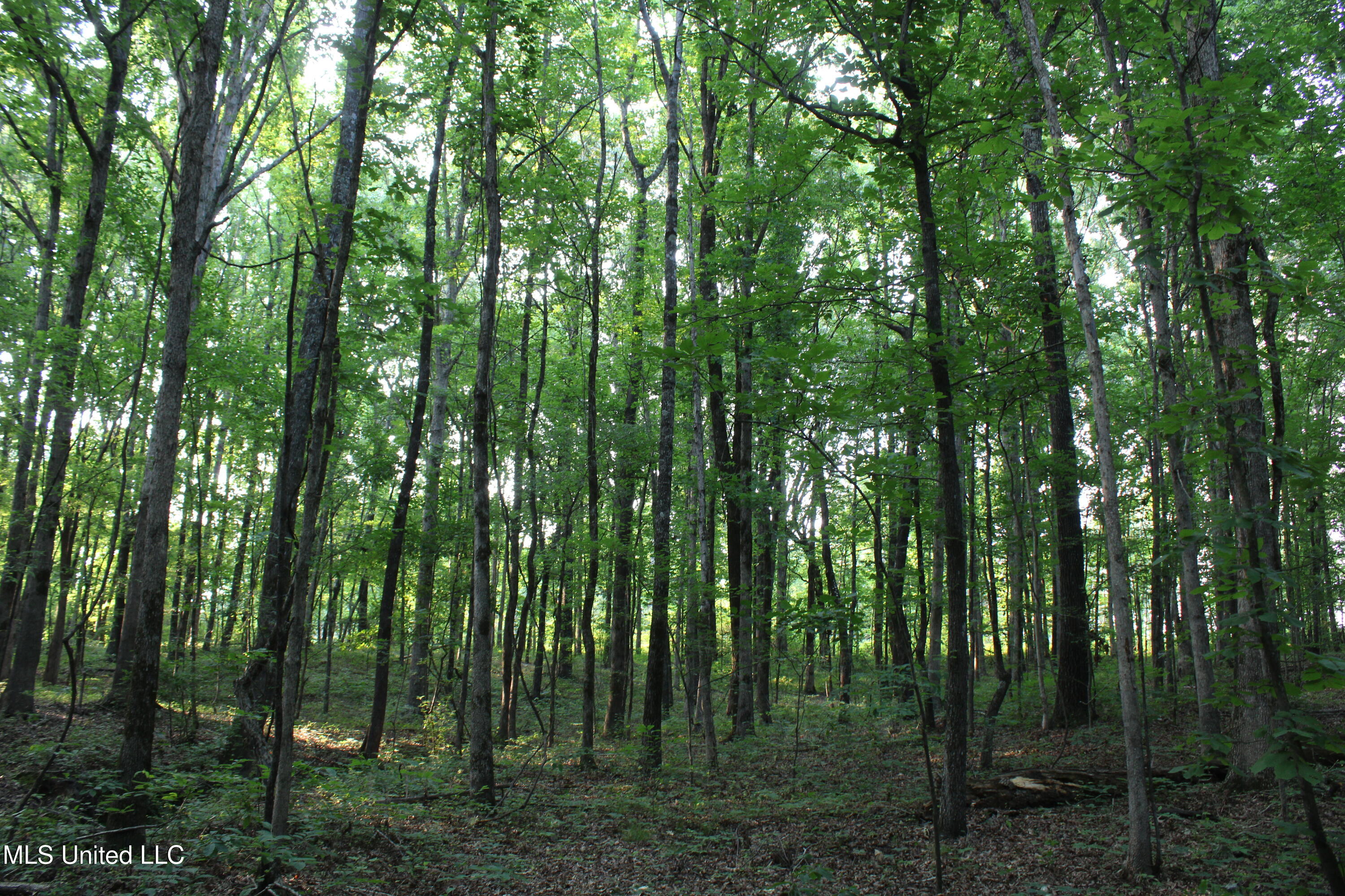 999 White's Crossing Road Holly Springs, MS 38635 - Photo 7 of 18 IMG_6195
