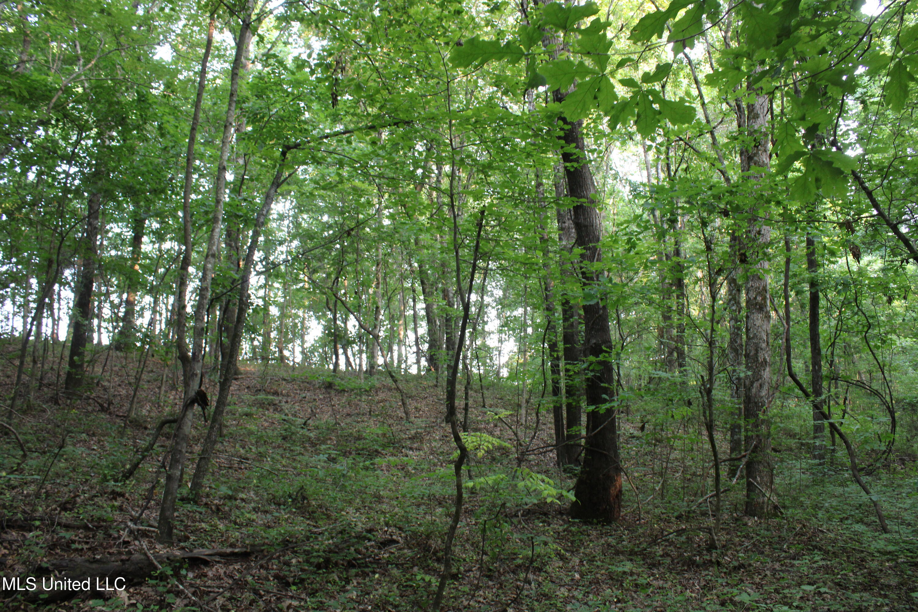 999 White's Crossing Road Holly Springs, MS 38635 - Photo 9 of 18 IMG_6200