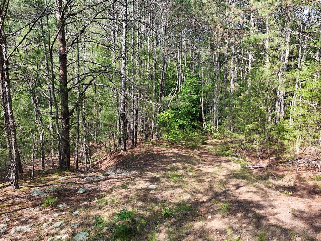 278 Golf Course Road Copperhill, TN 37317 - Photo 18 of 45 a view of a forest with trees
