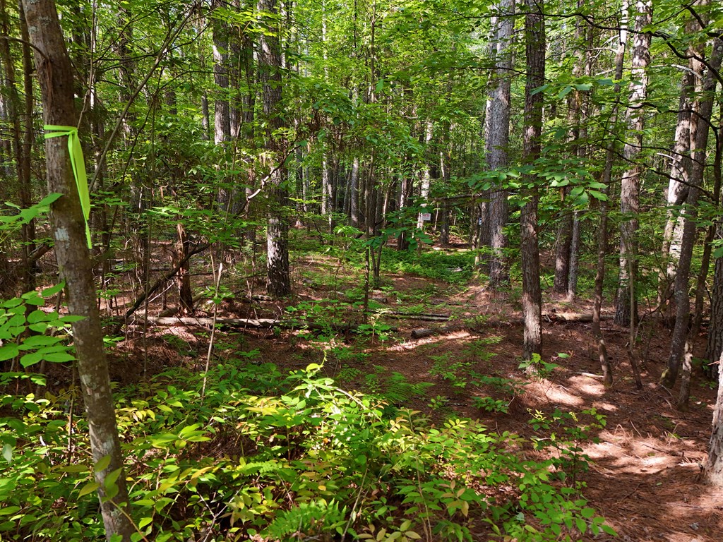 278 Golf Course Road Copperhill, TN 37317 - Photo 19 of 45 a view of a tree in a yard