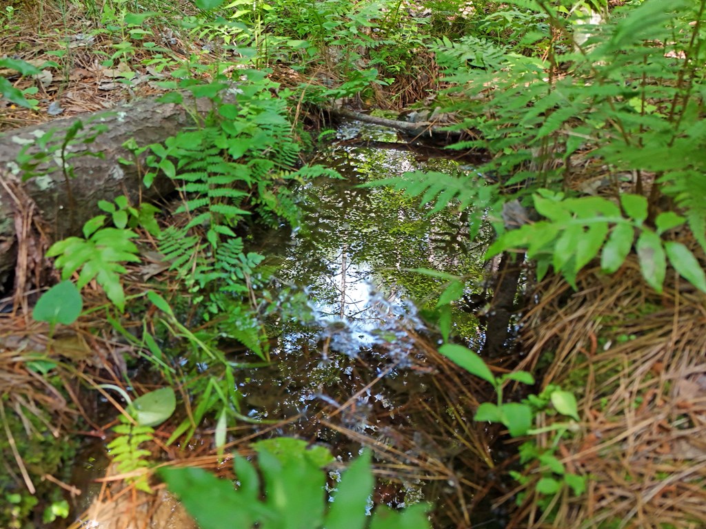 278 Golf Course Road Copperhill, TN 37317 - Photo 22 of 45 a plant view