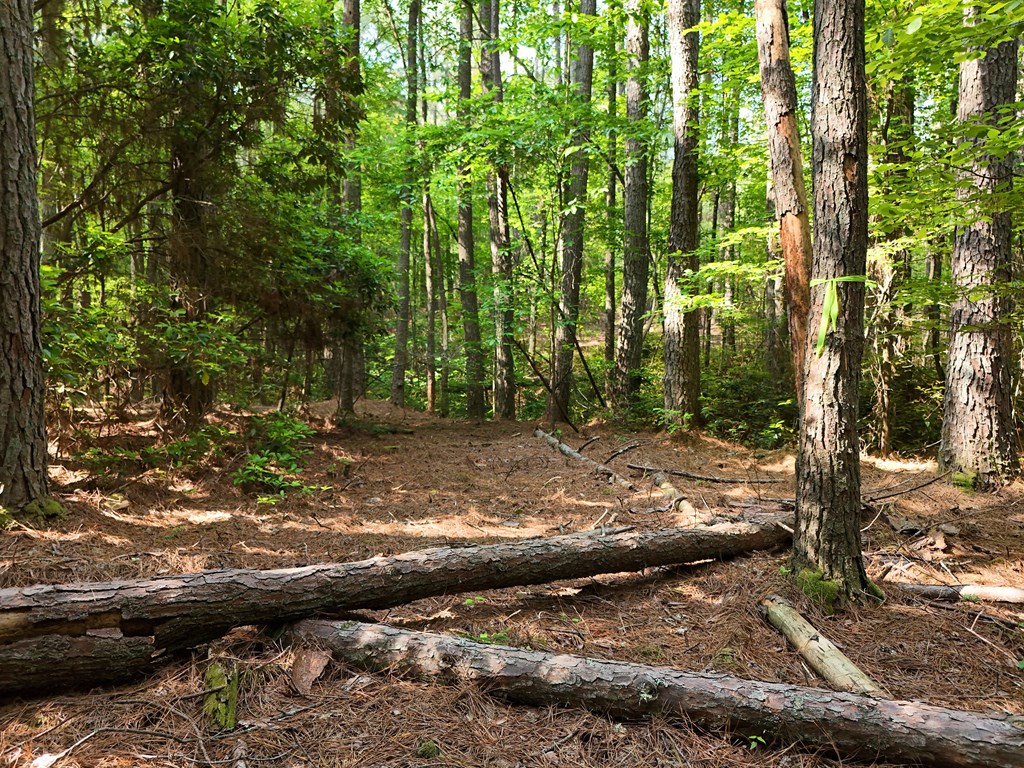 278 Golf Course Road Copperhill, TN 37317 - Photo 27 of 45 a view of a forest with trees