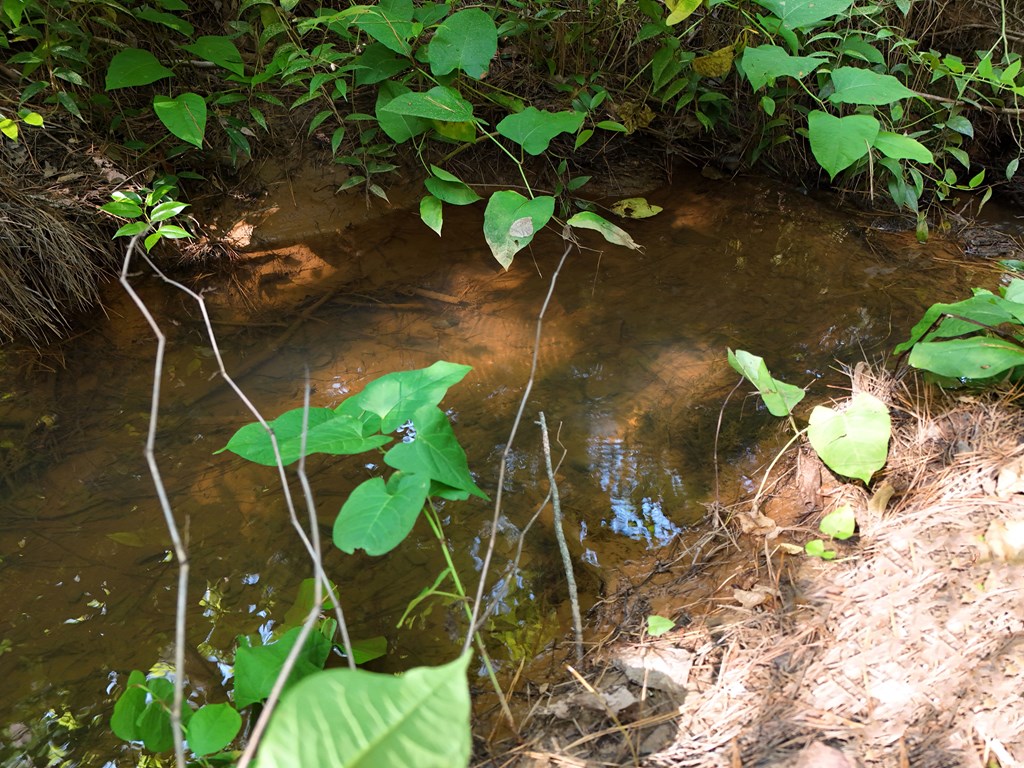 278 Golf Course Road Copperhill, TN 37317 - Photo 28 of 45 a close up of a plant in a garden