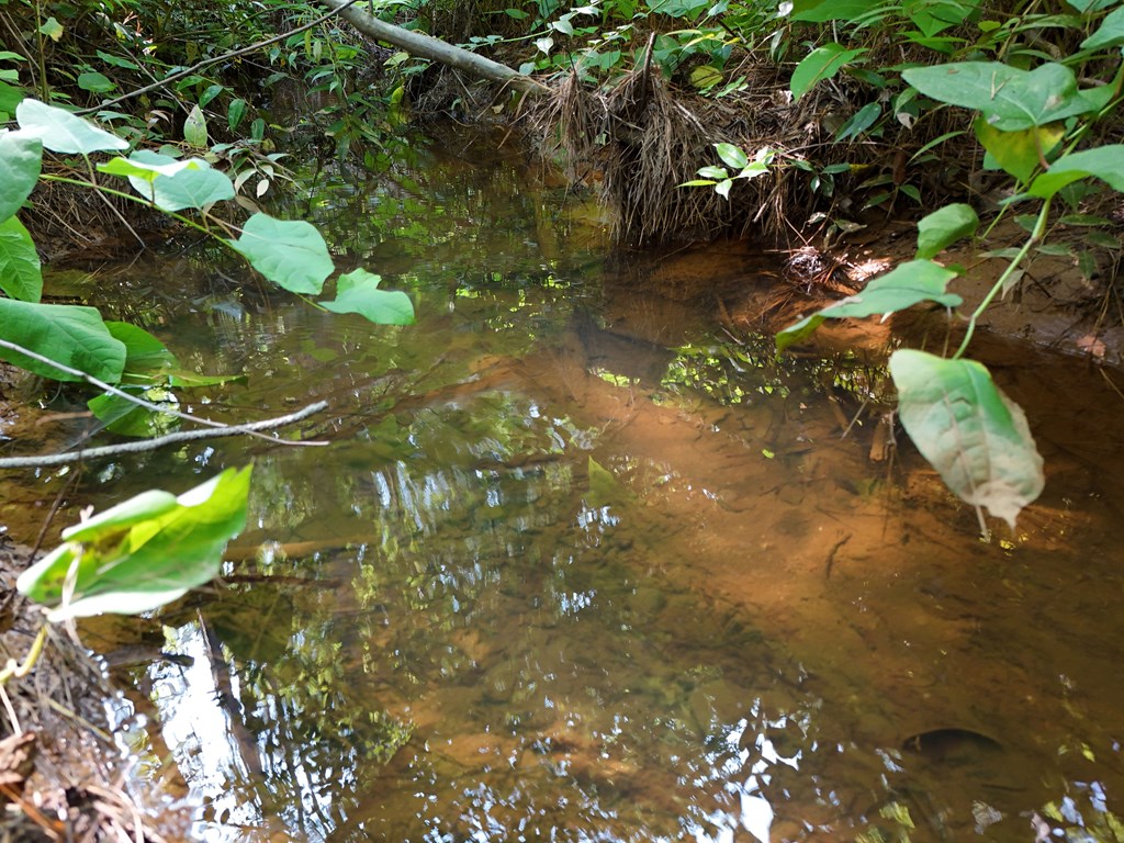 278 Golf Course Road Copperhill, TN 37317 - Photo 29 of 45 a close up of a plant in a garden