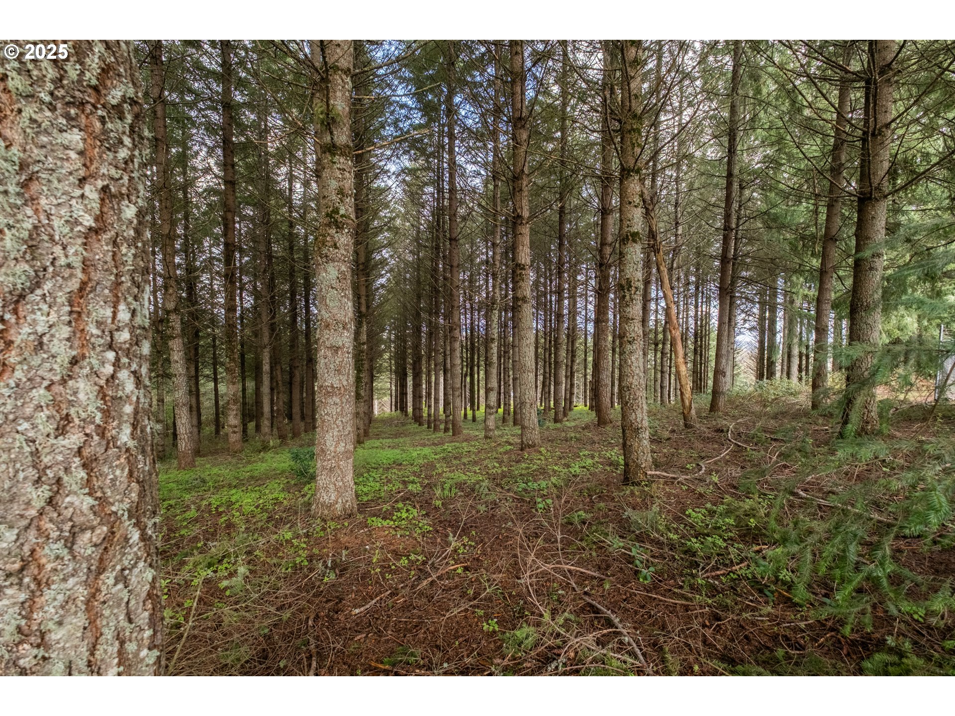 92884 Applegate Trail Junction City, OR 97448 - Photo 25 of 28