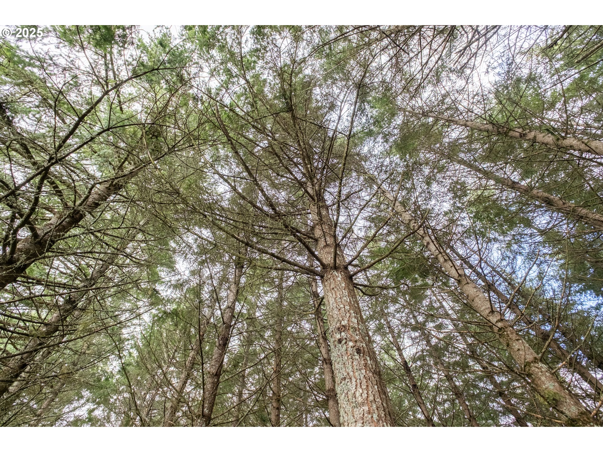 92884 Applegate Trail Junction City, OR 97448 - Photo 26 of 28