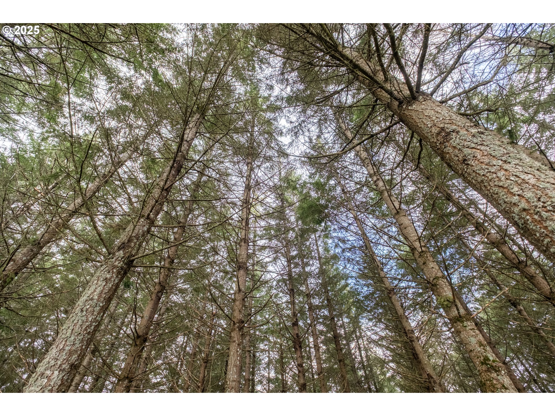 92884 Applegate Trail Junction City, OR 97448 - Photo 27 of 28