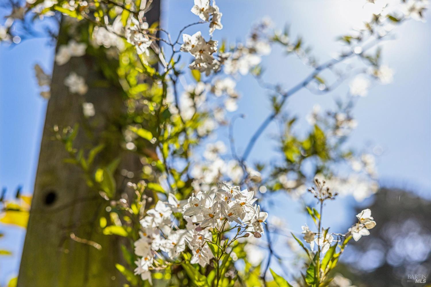 47 Main Drive San Rafael, CA 94901 - Photo 15 of 93