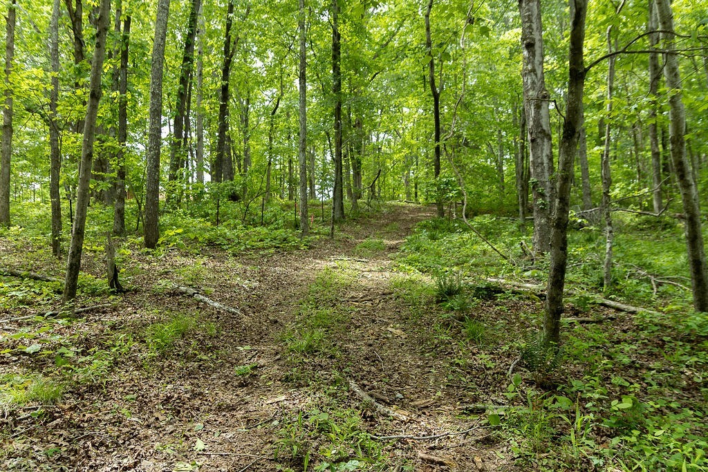 0 Billy Wynn Road Dickson, TN 37055 - Photo 12 of 44