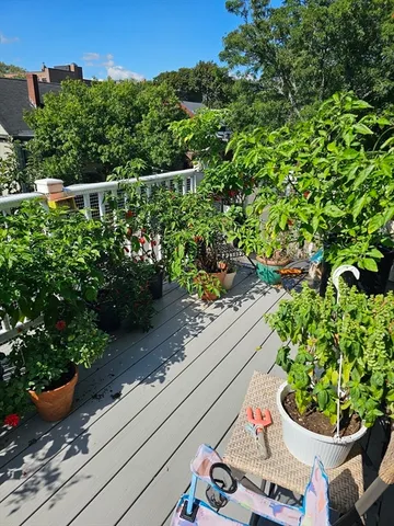 a view of a garden with a potted plant