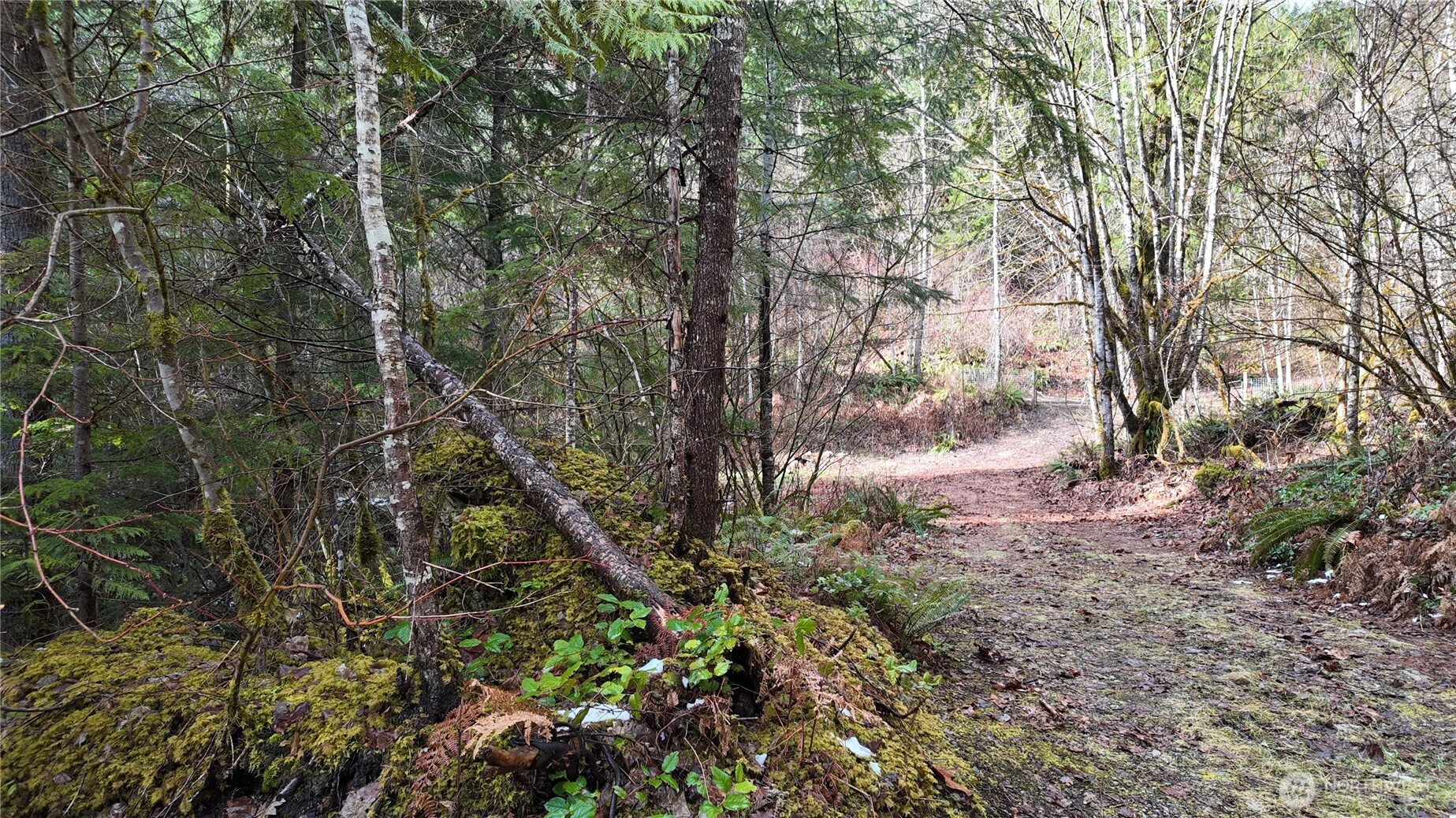 64084 Cascade River Road, Unit D1204 Marblemount, WA 98267 - Photo 15 of 26 a view of a yard with a tree