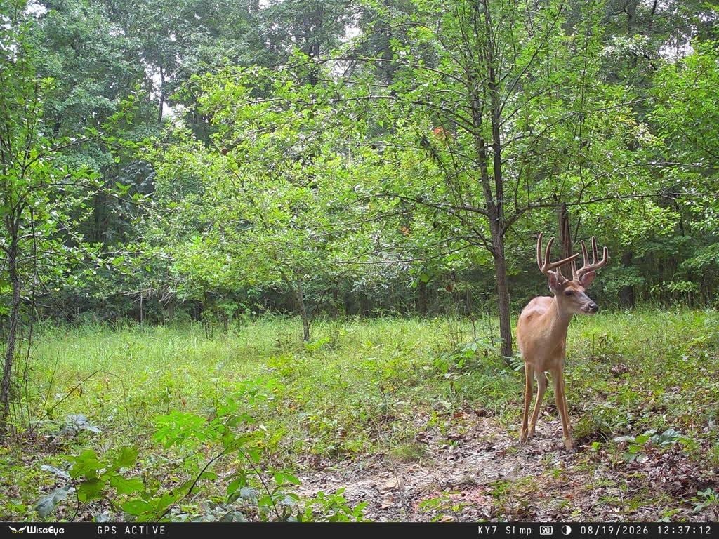 14 Hamilton-lee Road Lewisburg, KY 42256 - Photo 28 of 31 Gallery Image 28