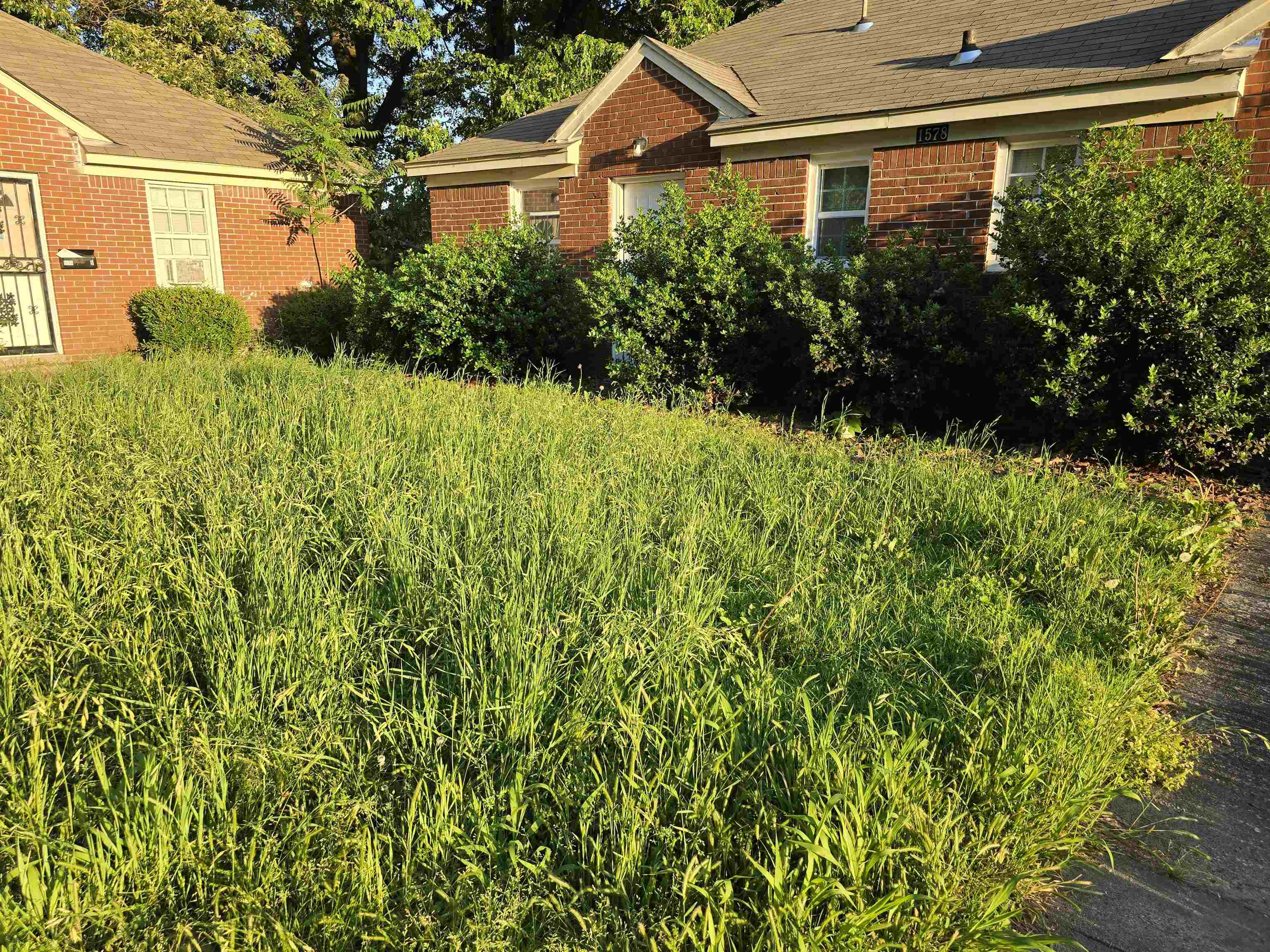 1572 Hanauer Street Memphis, TN 38109 - Photo 36 of 39 a view of a garden with plants and a large tree