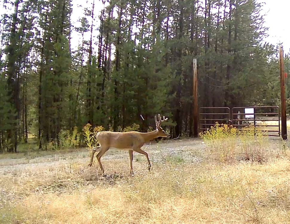 360 Discovery Loop Marion, MT 59925 - Photo 8 of 10 Gallery Image 8