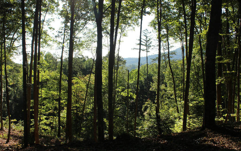 20 Birdseye View Blue Ridge, GA 30513 - Photo 1 of 1
