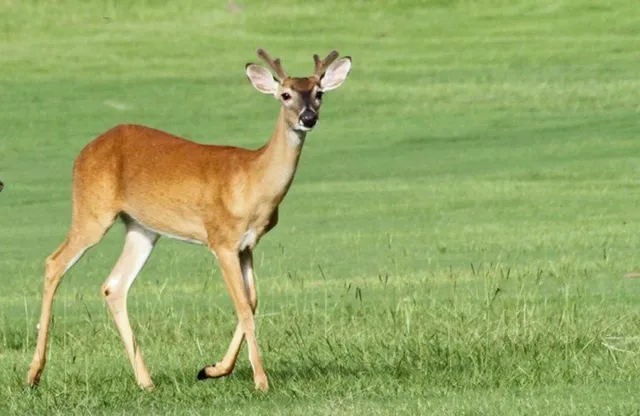 a view of a swimming pool in a backyard of a house