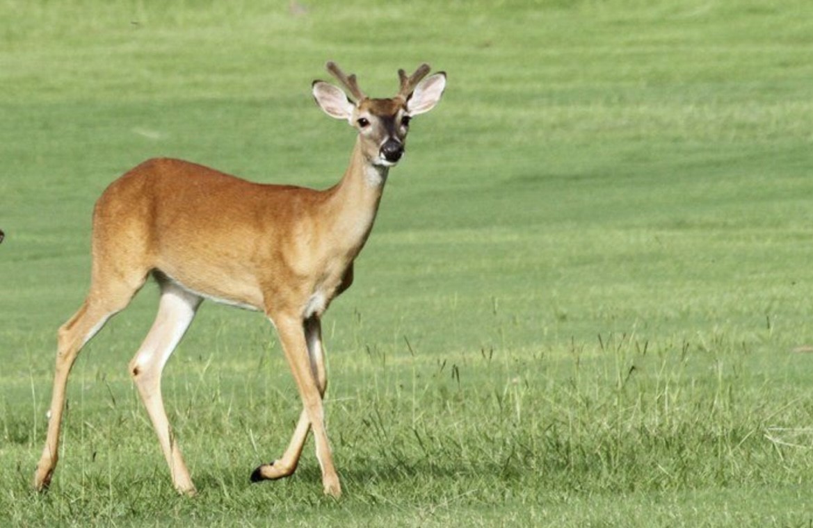 90 Meadowview Drive Trinity, TX 75862 - Photo 3 of 35 a view of a swimming pool in a backyard of a house