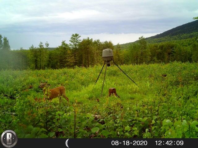 130 Schoolbus Rd Mount Mount Chase, ME 04765 - Photo 54 of 63 Wildlife2 130 Schoolbus L