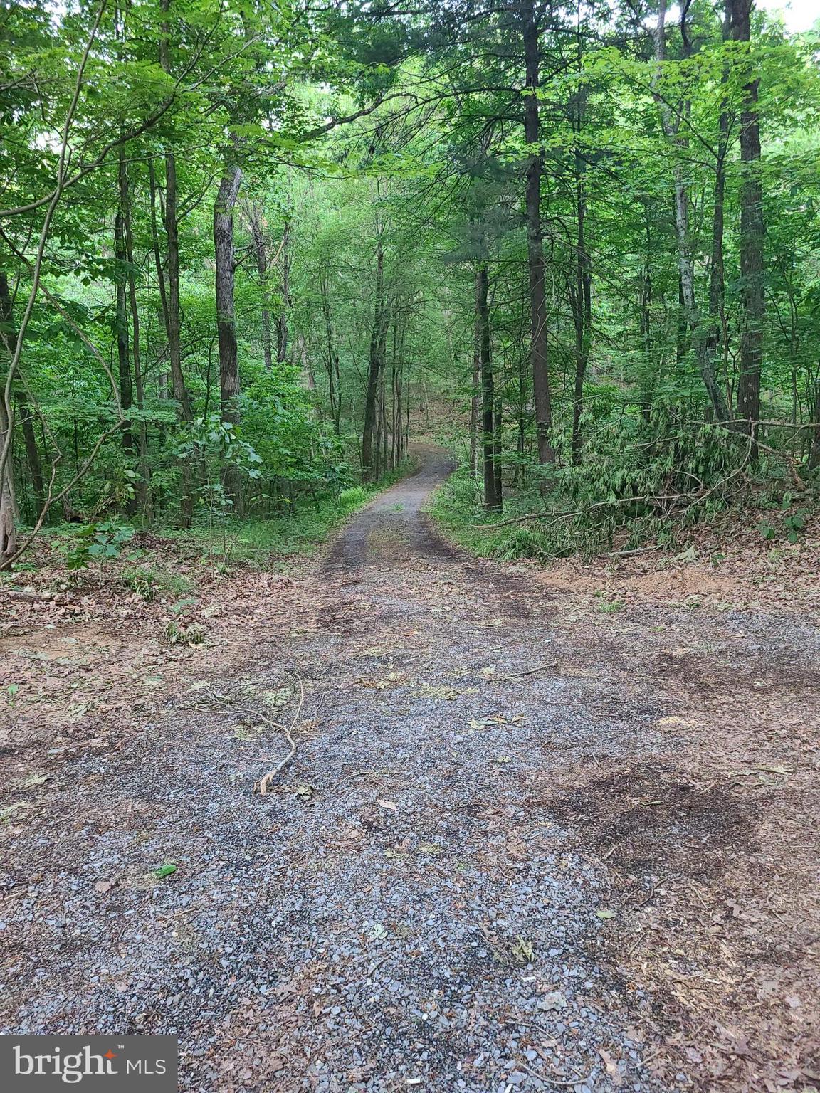 a view of a yard with trees in the background