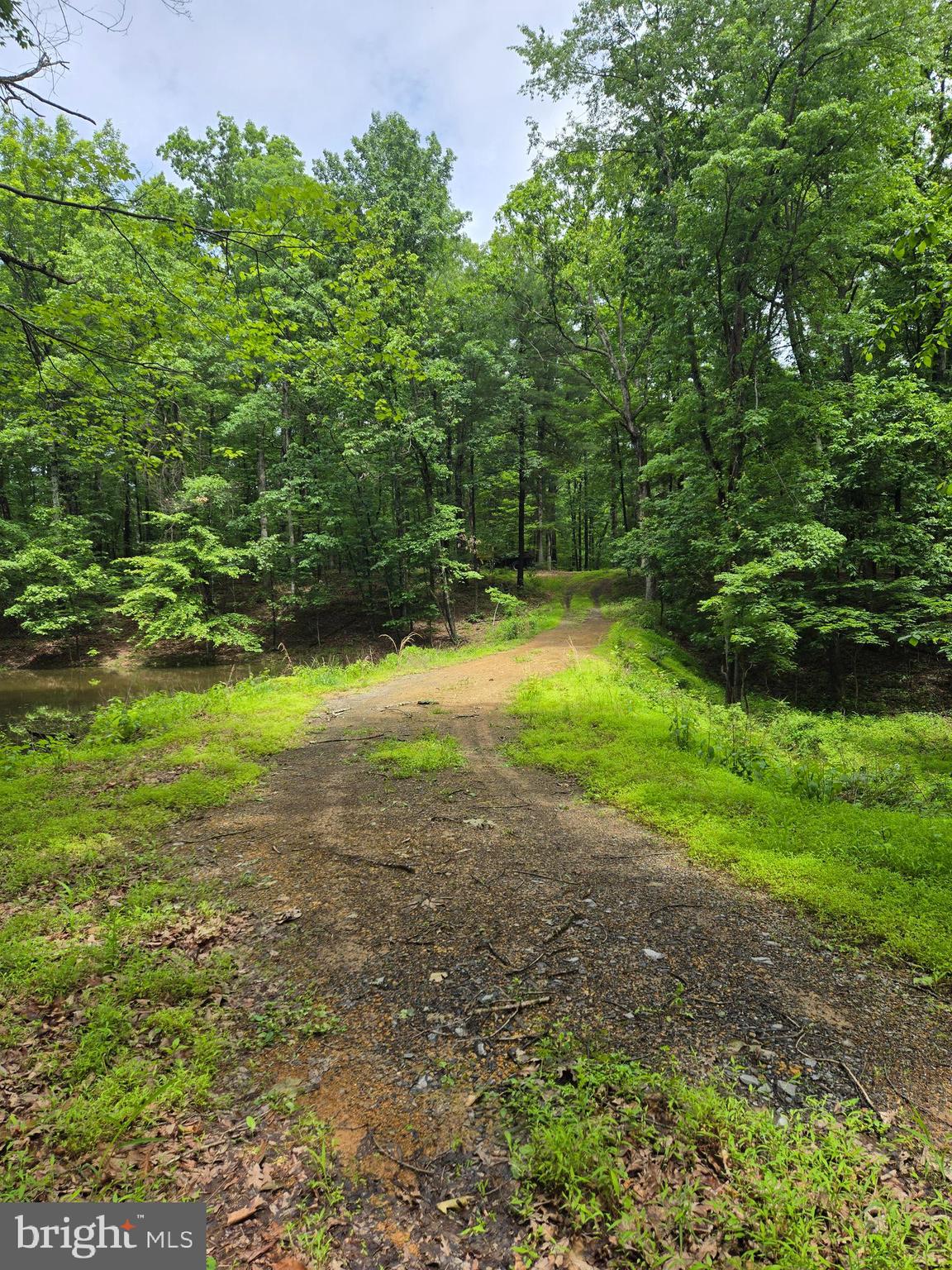 Cedar Grove Road Winchester, VA 22603 - Photo 3 of 11 a view of a yard with plants and large trees