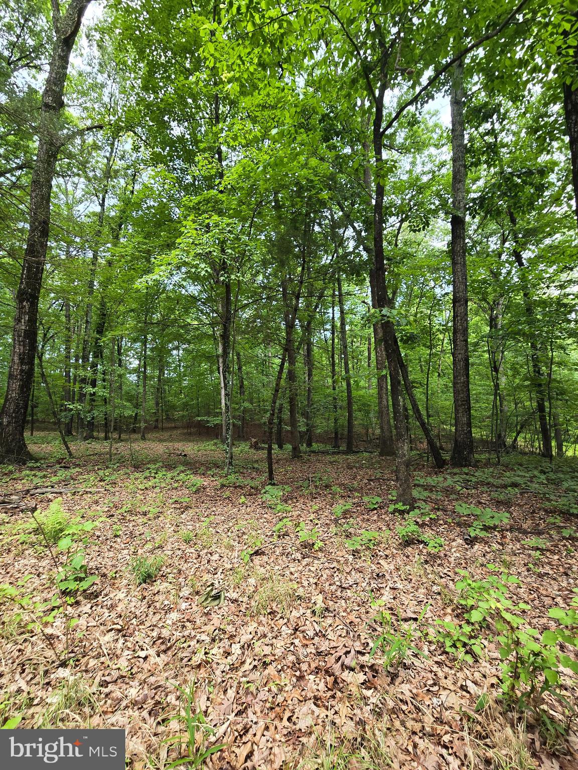 Cedar Grove Road Winchester, VA 22603 - Photo 5 of 11 a backyard of a house with lots of green space