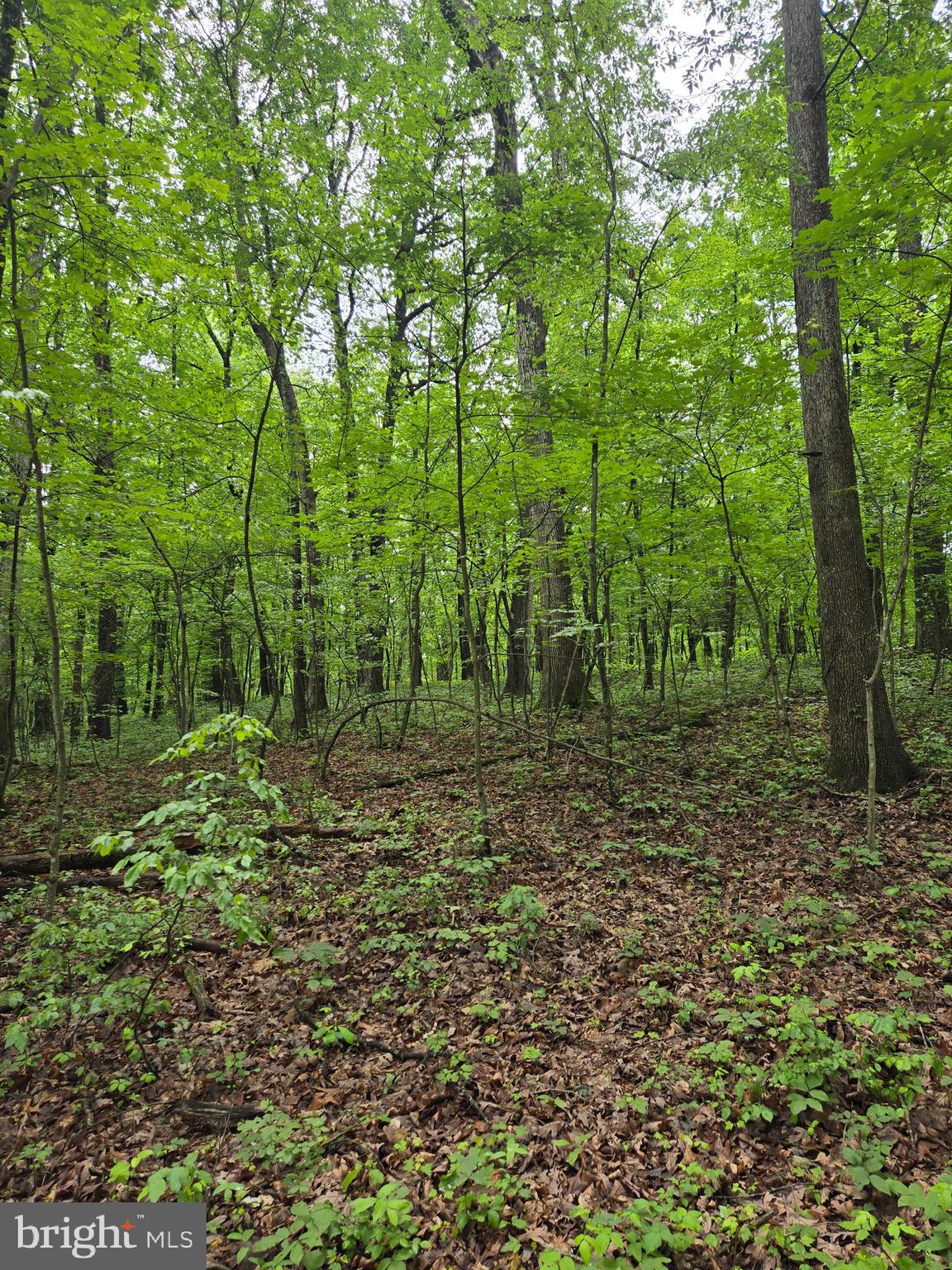 Cedar Grove Road Winchester, VA 22603 - Photo 6 of 11 a view of a garden