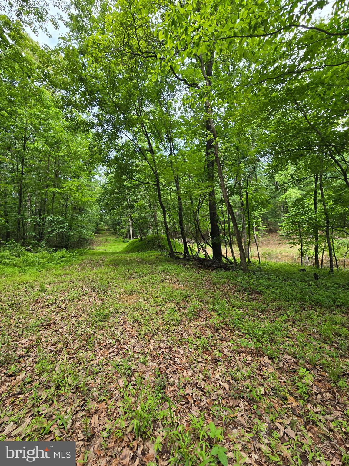 Cedar Grove Road Winchester, VA 22603 - Photo 7 of 11 a view of outdoor space with trees all around
