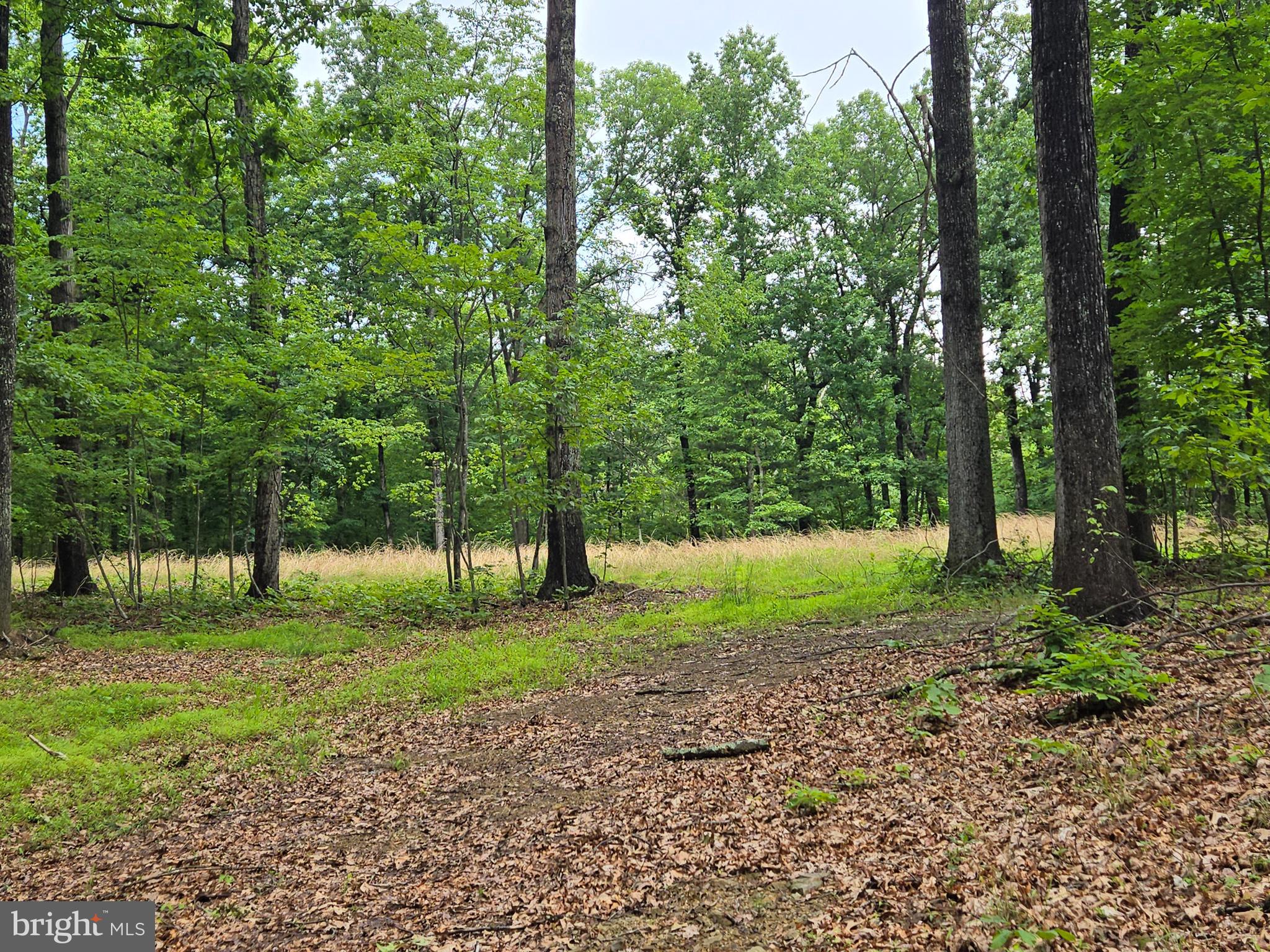 Cedar Grove Road Winchester, VA 22603 - Photo 9 of 11 a view of a tree in a park