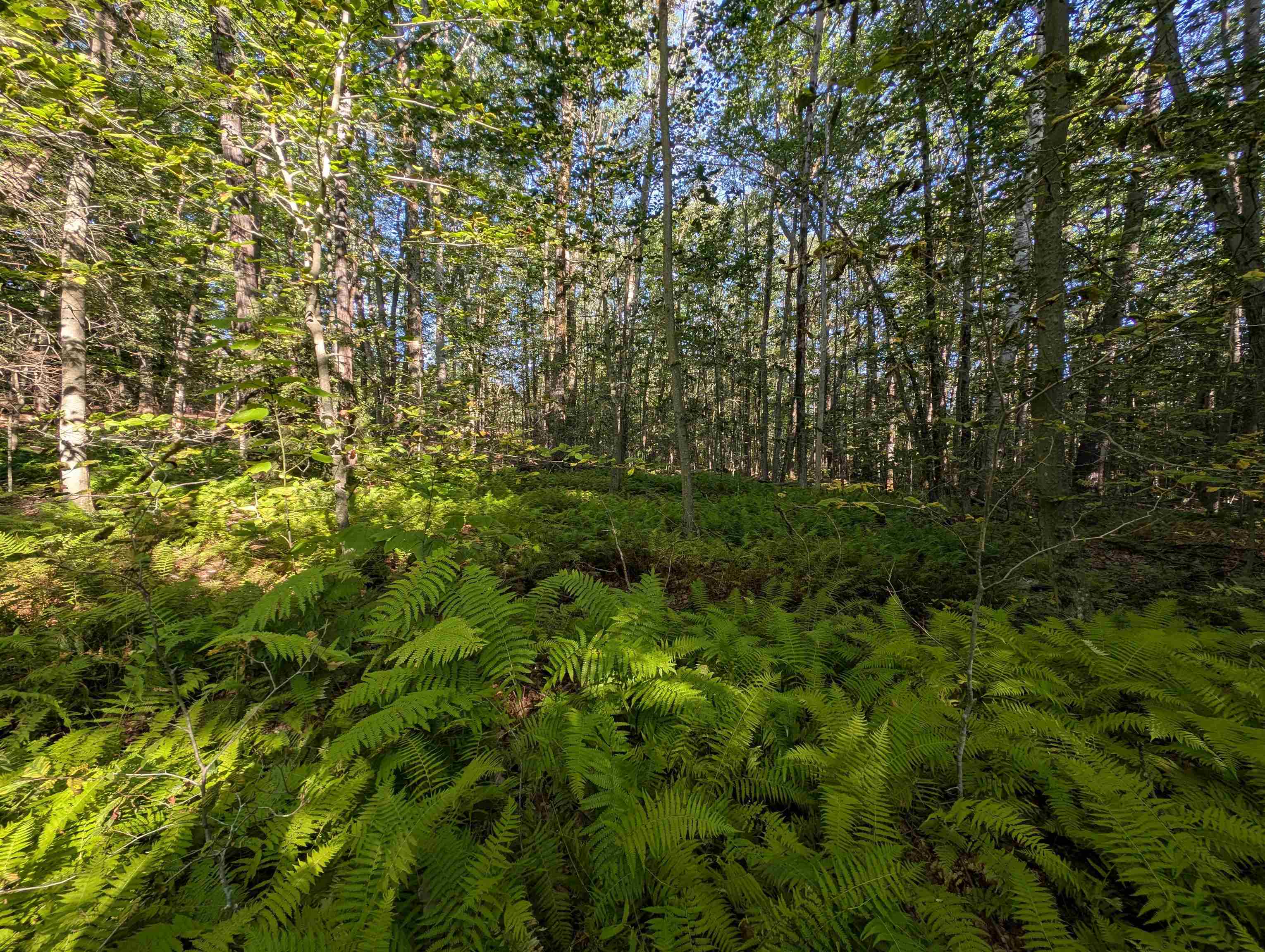 8-043-001 School House Road Francestown, NH 03043 - Photo 16 of 31