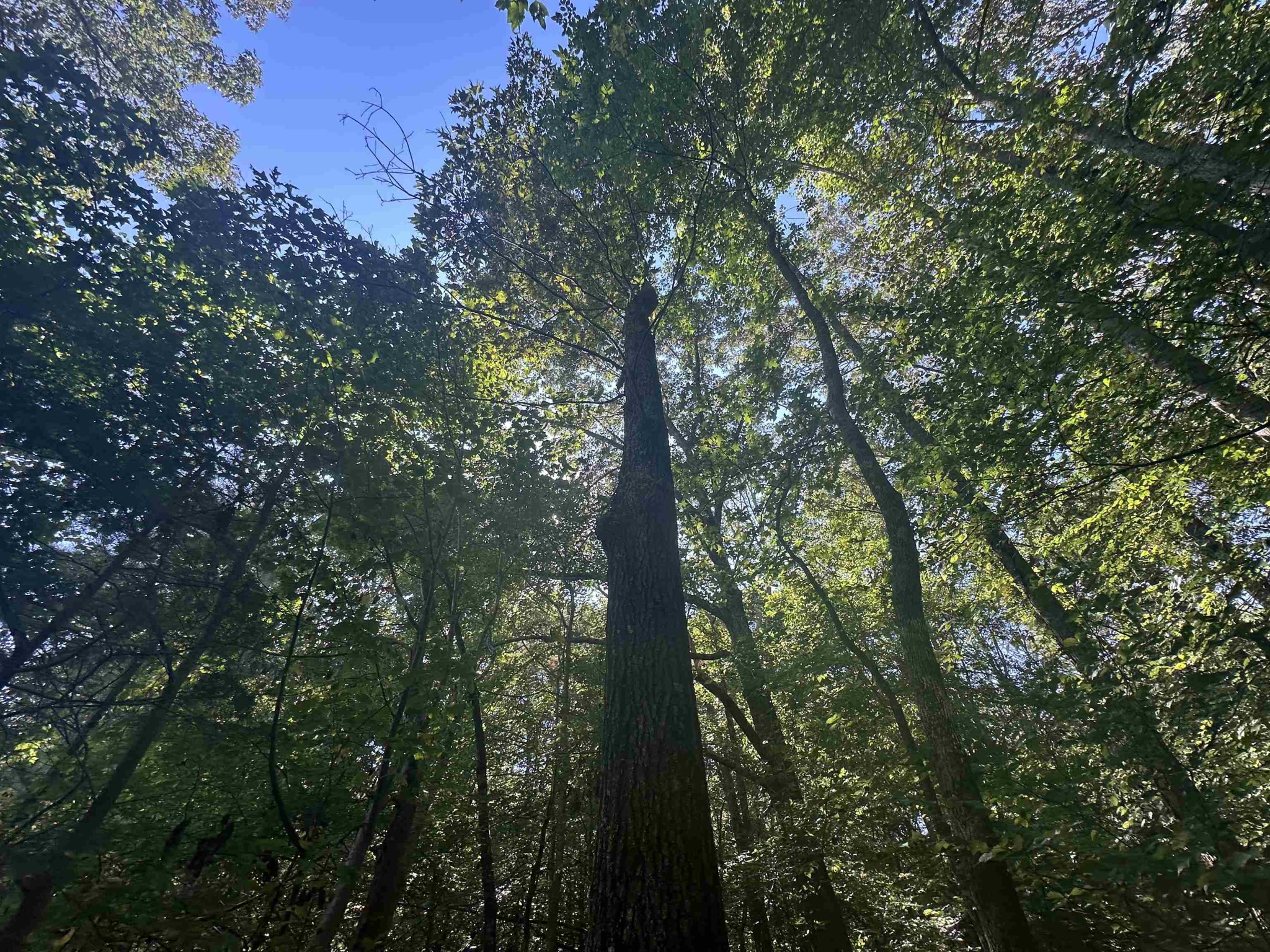 0 Middleburg Road Decaturville, TN 38329 - Photo 13 of 32