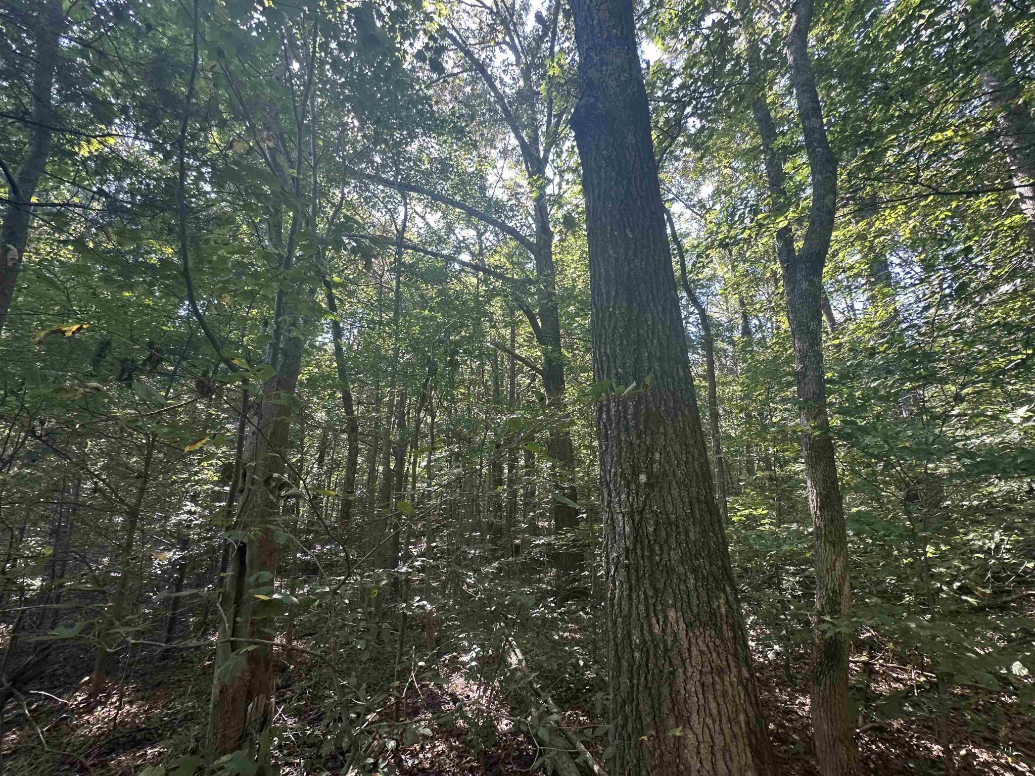 0 Middleburg Road Decaturville, TN 38329 - Photo 14 of 32 a view of forest