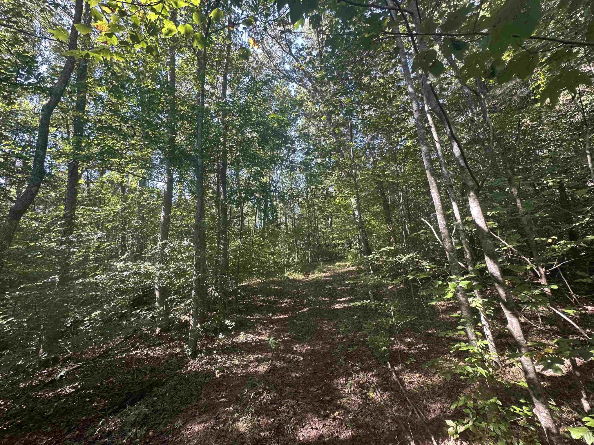 0 Middleburg Road Decaturville, TN 38329 - Photo 15 of 32 a view of a tree in a yard