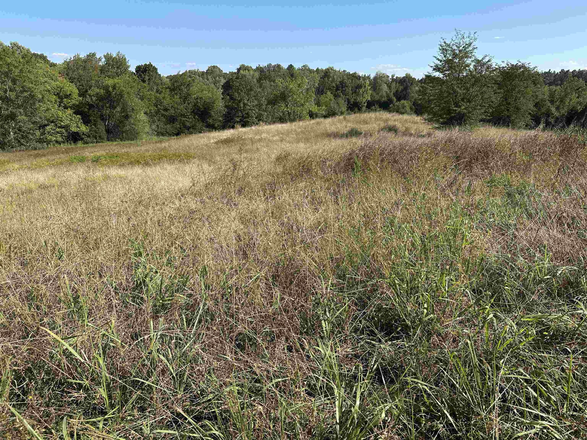 0 Middleburg Road Decaturville, TN 38329 - Photo 6 of 32 a view of a field of grass and trees