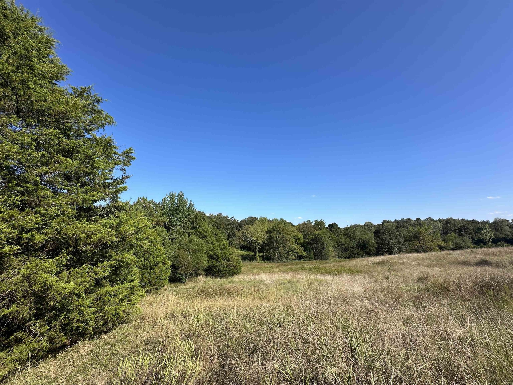 0 Middleburg Road Decaturville, TN 38329 - Photo 7 of 32 a view of a field of grass and trees