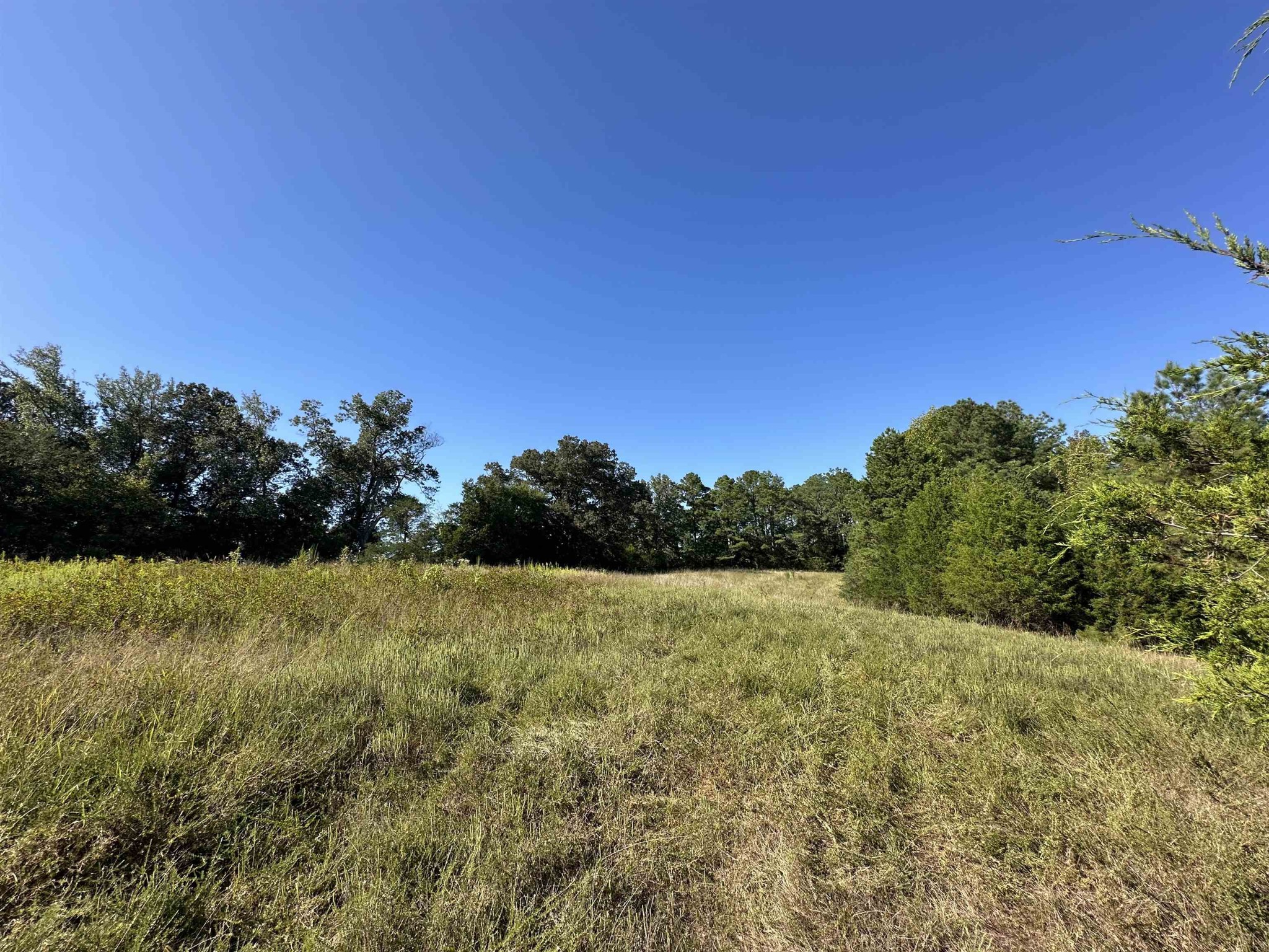 0 Middleburg Road Decaturville, TN 38329 - Photo 8 of 32 a view of a garden
