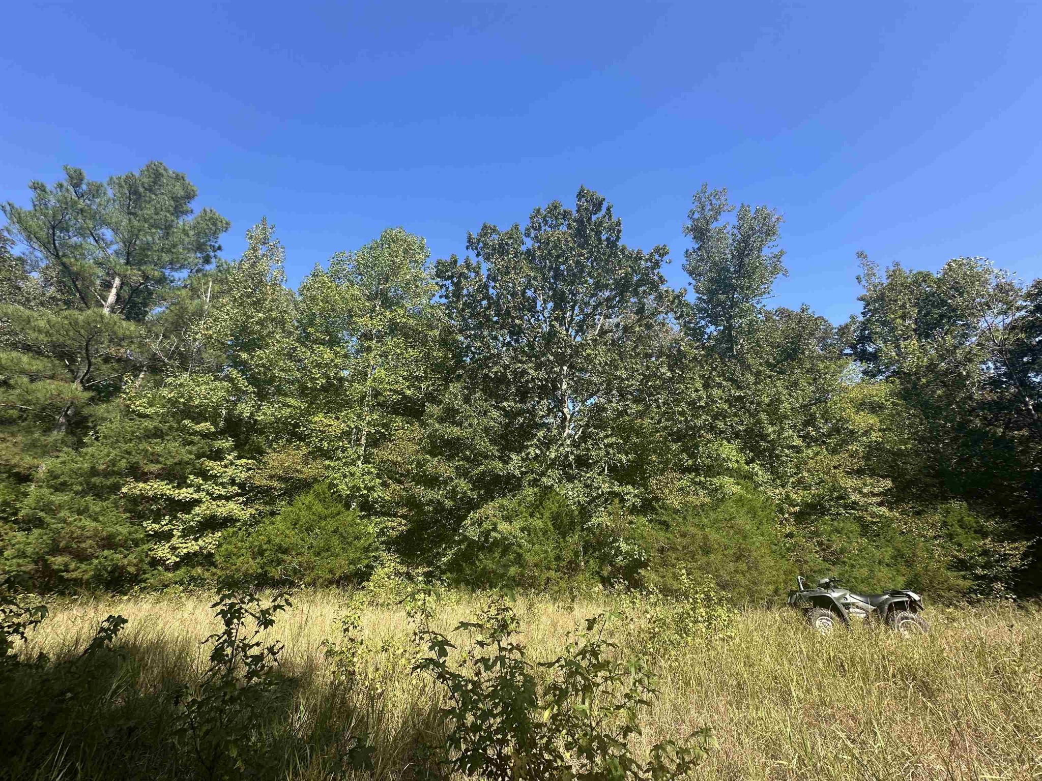 0 Middleburg Road Decaturville, TN 38329 - Photo 9 of 32 a view of a yard with a tree