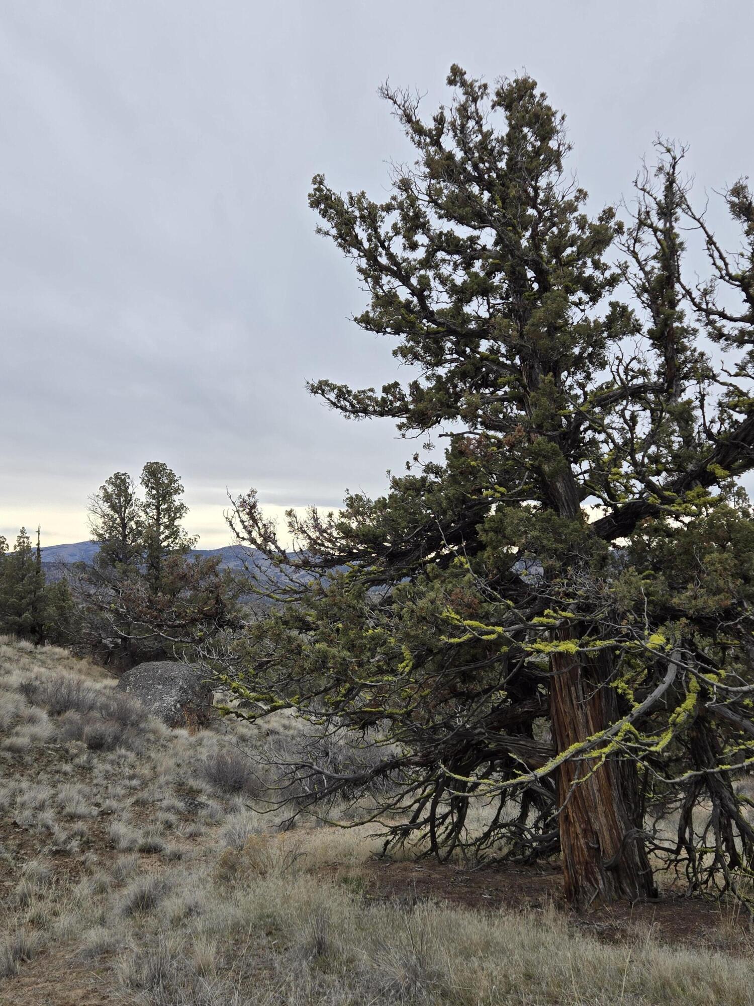 9697 Pavati Road, Unit LOT 27 Prineville, OR 97754 - Photo 5 of 10 20260213_134947