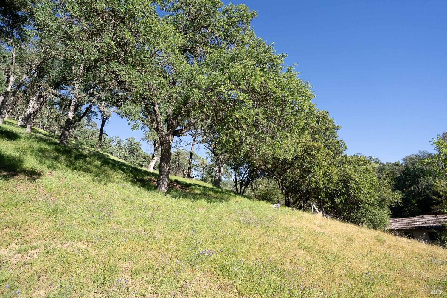 1486 Steele Canyon Road Napa, CA 94558 - Photo 35 of 46 a view of a yard with a tree
