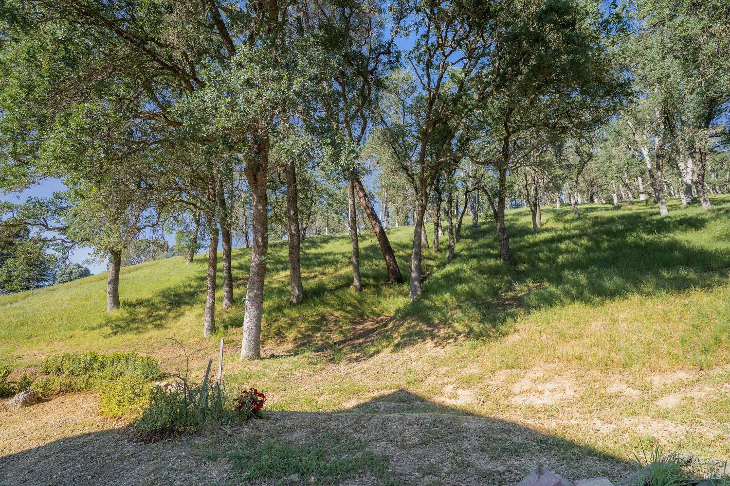 1486 Steele Canyon Road Napa, CA 94558 - Photo 37 of 46 a view of a yard with a tree