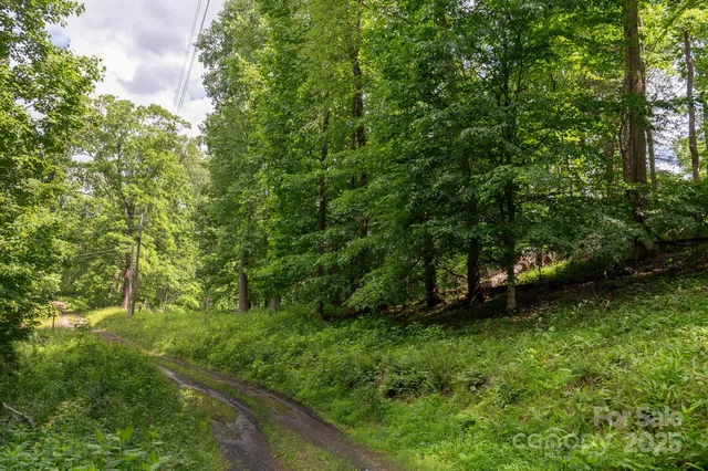 a lush green forest with lots of trees
