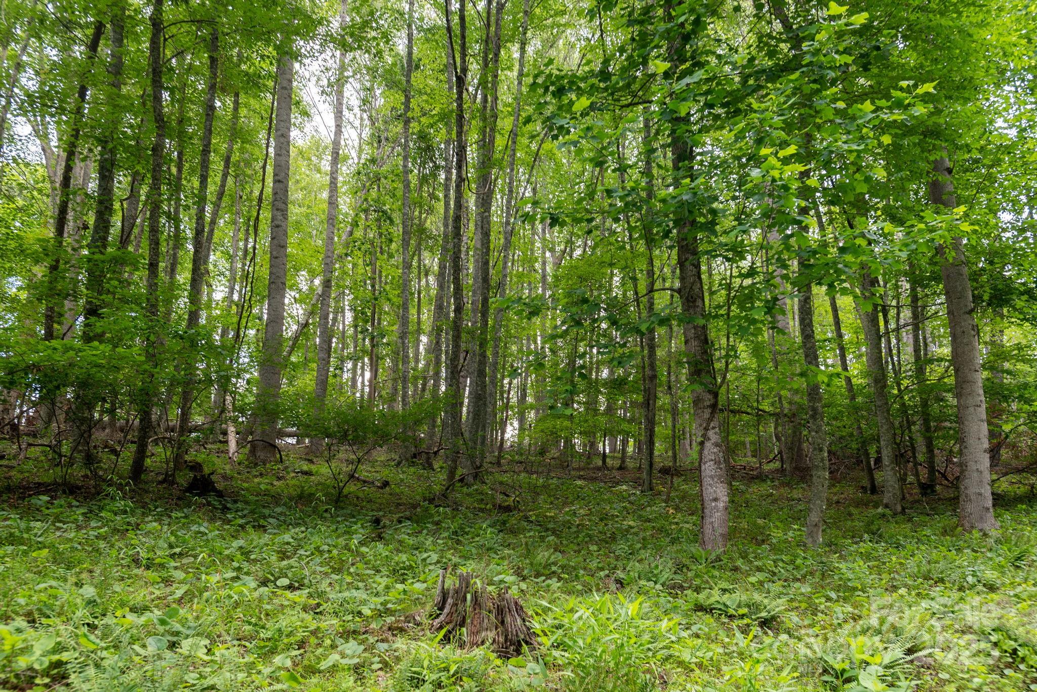 Tbd Tbd Carolina Keep Road Green Mountain, NC 28740 - Photo 5 of 14 a view of outdoor space and green space
