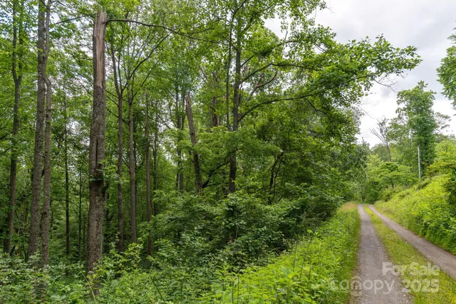 a view of a forest with a tree