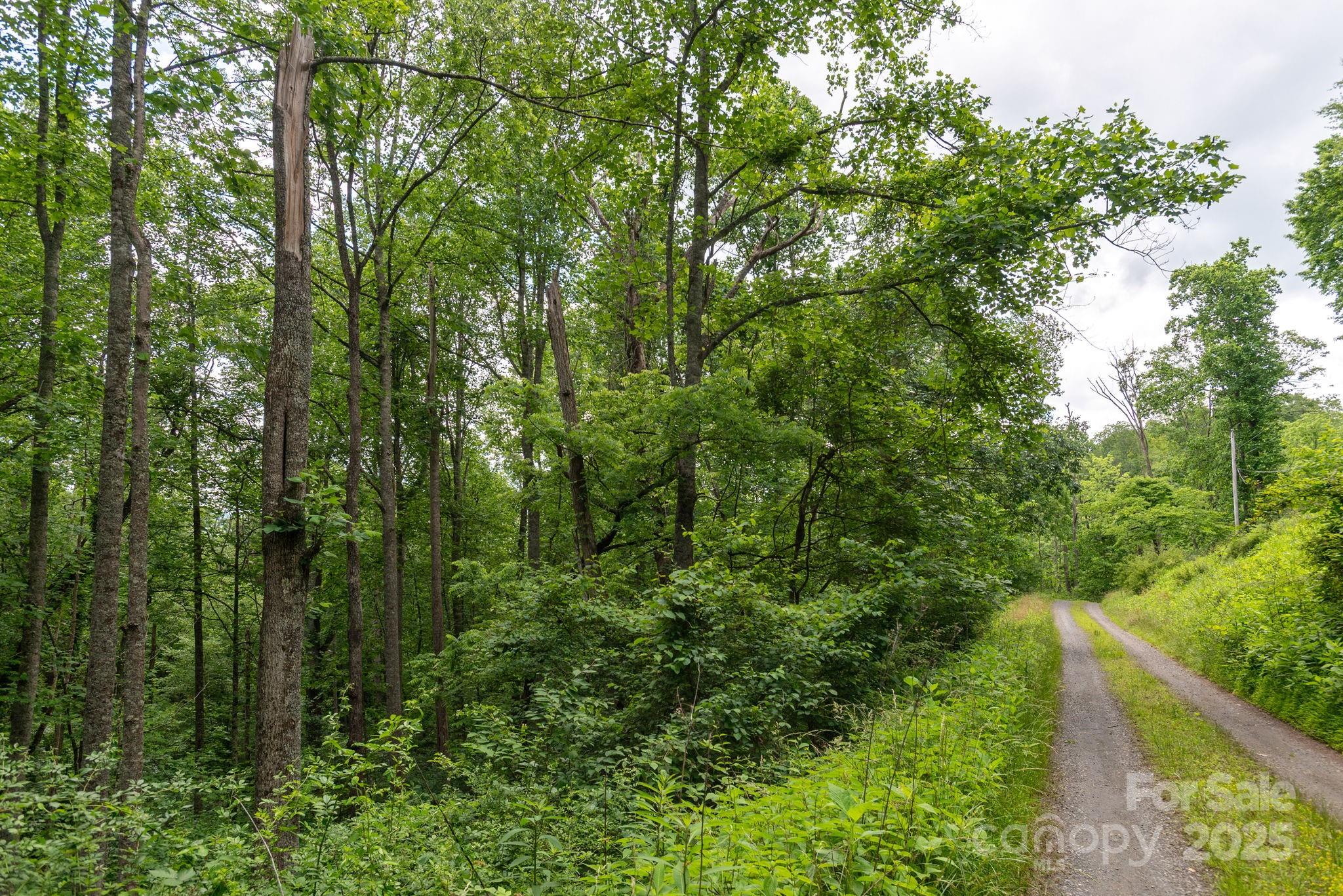 Tbd Tbd Carolina Keep Road Green Mountain, NC 28740 - Photo 7 of 14 a view of a forest with a tree