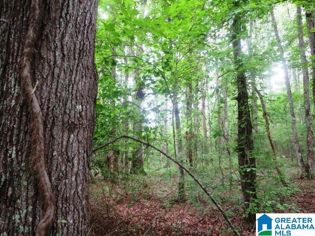 830 Lambert Road, Unit 13 ACRES Cragford, AL 36255 - Photo 6 of 15