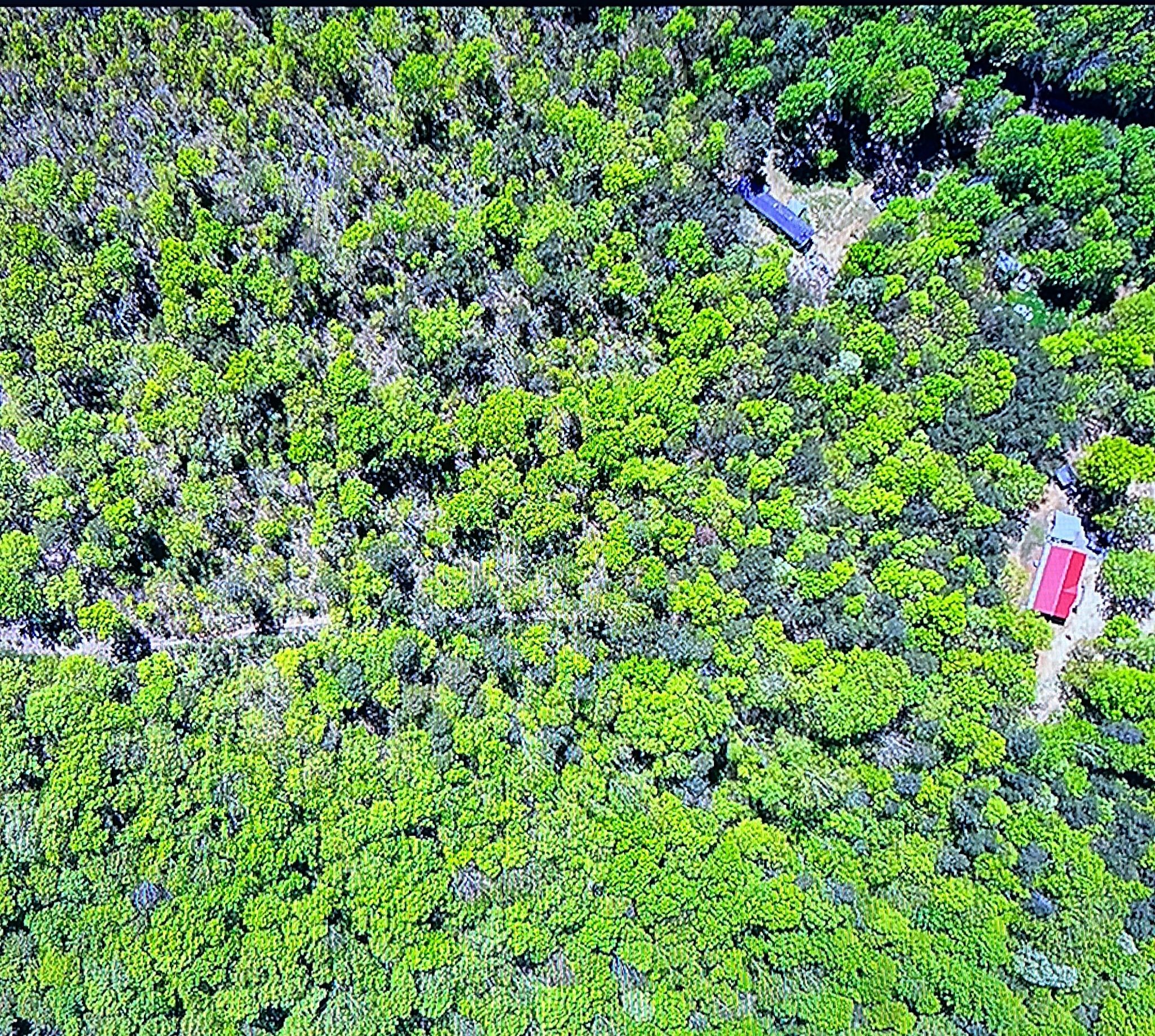 0 Branch Way Newport, TN 37821 - Photo 3 of 6 a view of a lush green forest
