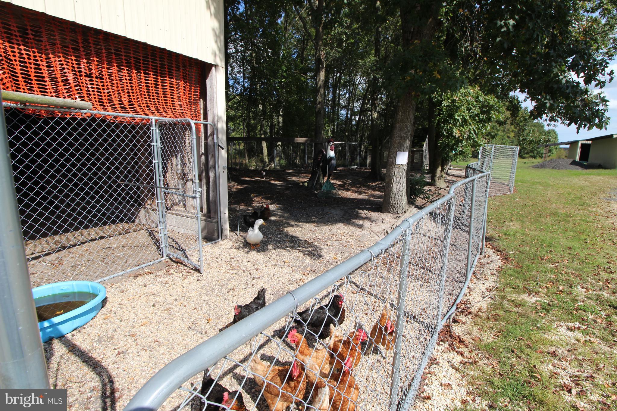 8493 Old Racetrack Road Delmar, DE 19940 - Photo 13 of 45 Large bird enclosure and goat pen