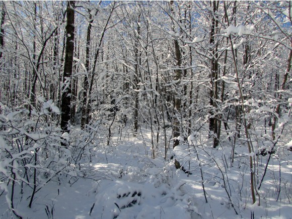 625 Burnor Road Cambridge, VT 05464 - Photo 14 of 17 Gallery Image 14