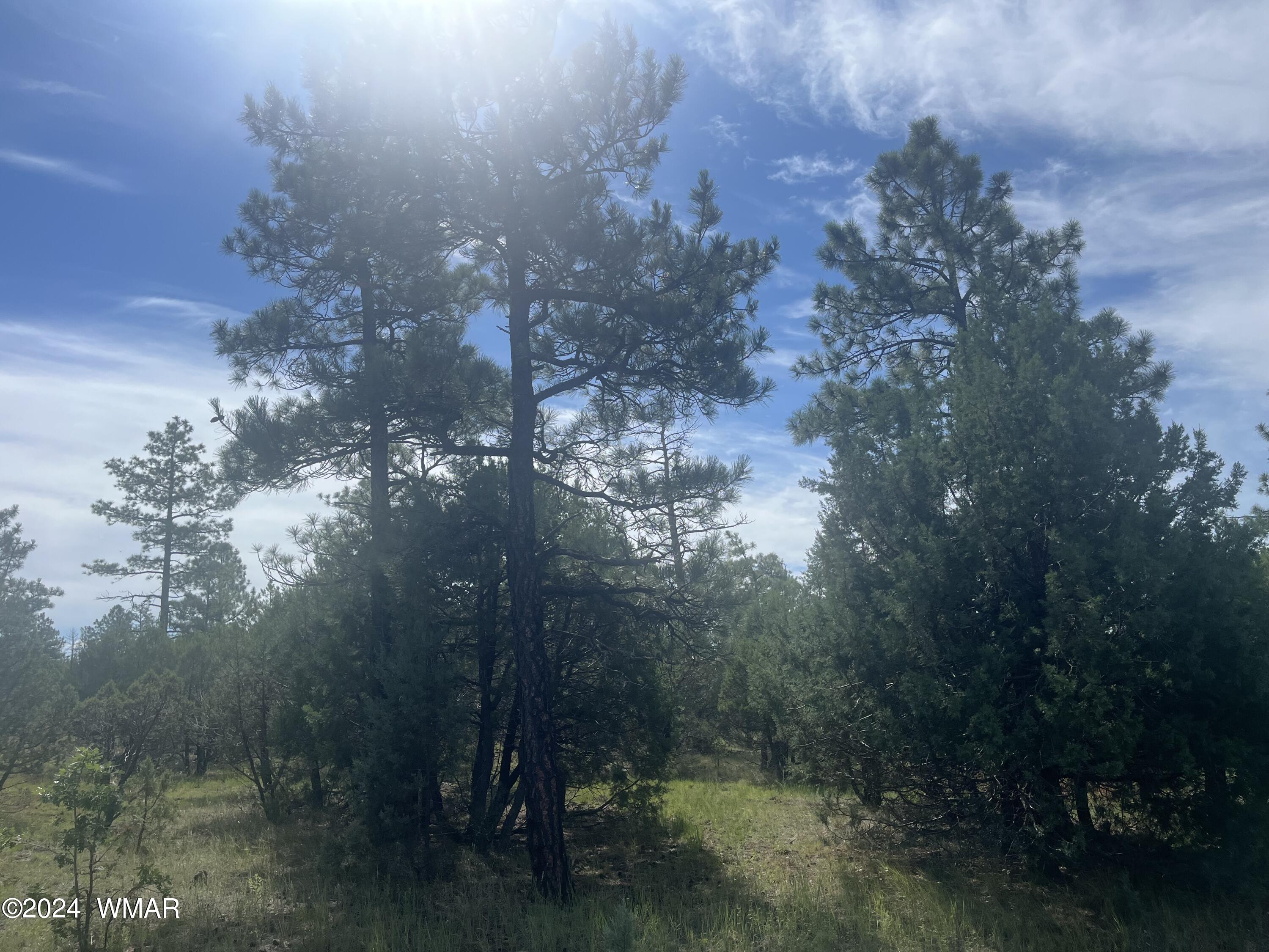 5481 Red Squirrel Lane Lakeside, AZ 85929 - Photo 5 of 5 Lot 55. 4