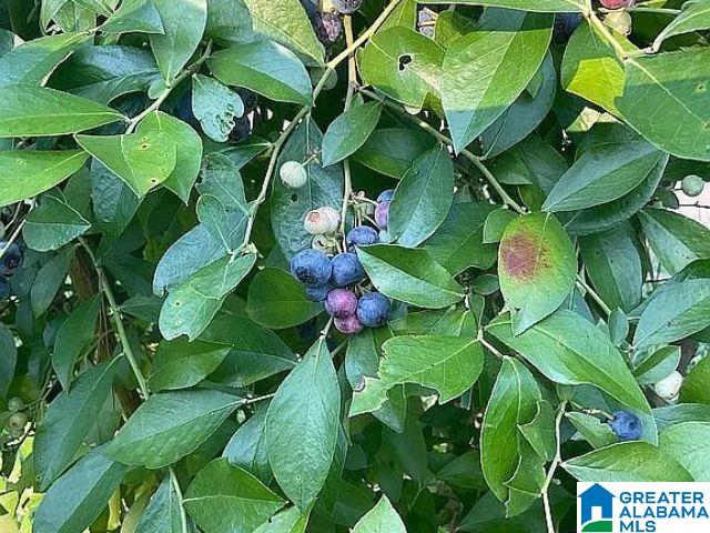 237 Marion Stough Road Fayette, AL 35555 - Photo 47 of 59